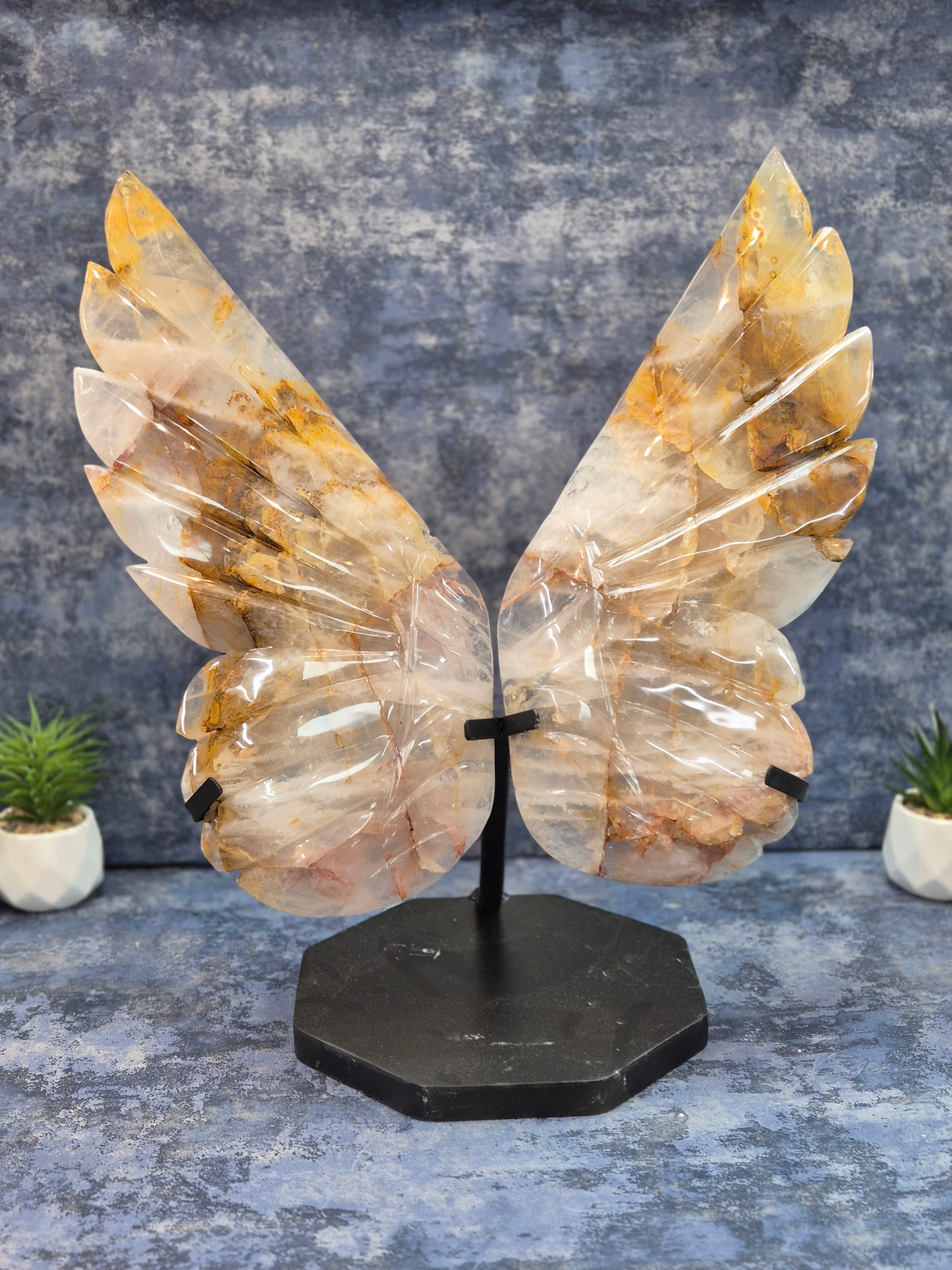 Yellow Hematoid (Golden Healer) Wings on stand