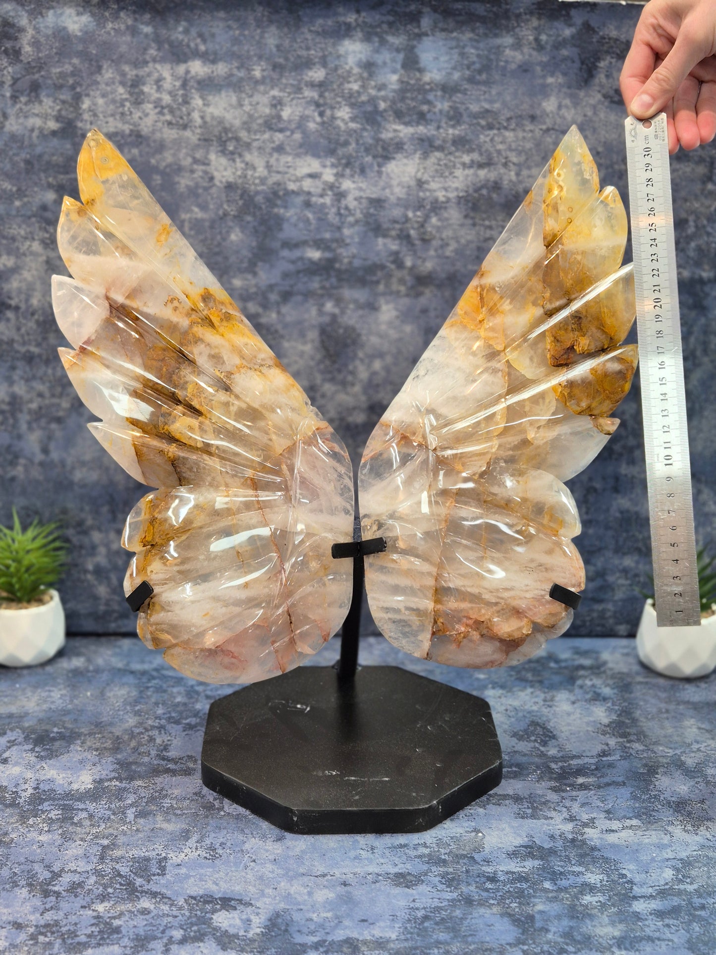 Yellow Hematoid (Golden Healer) Wings on stand