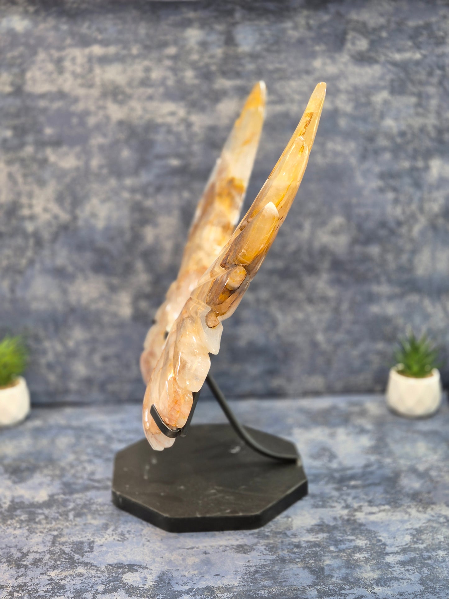 Yellow Hematoid (Golden Healer) Wings on stand