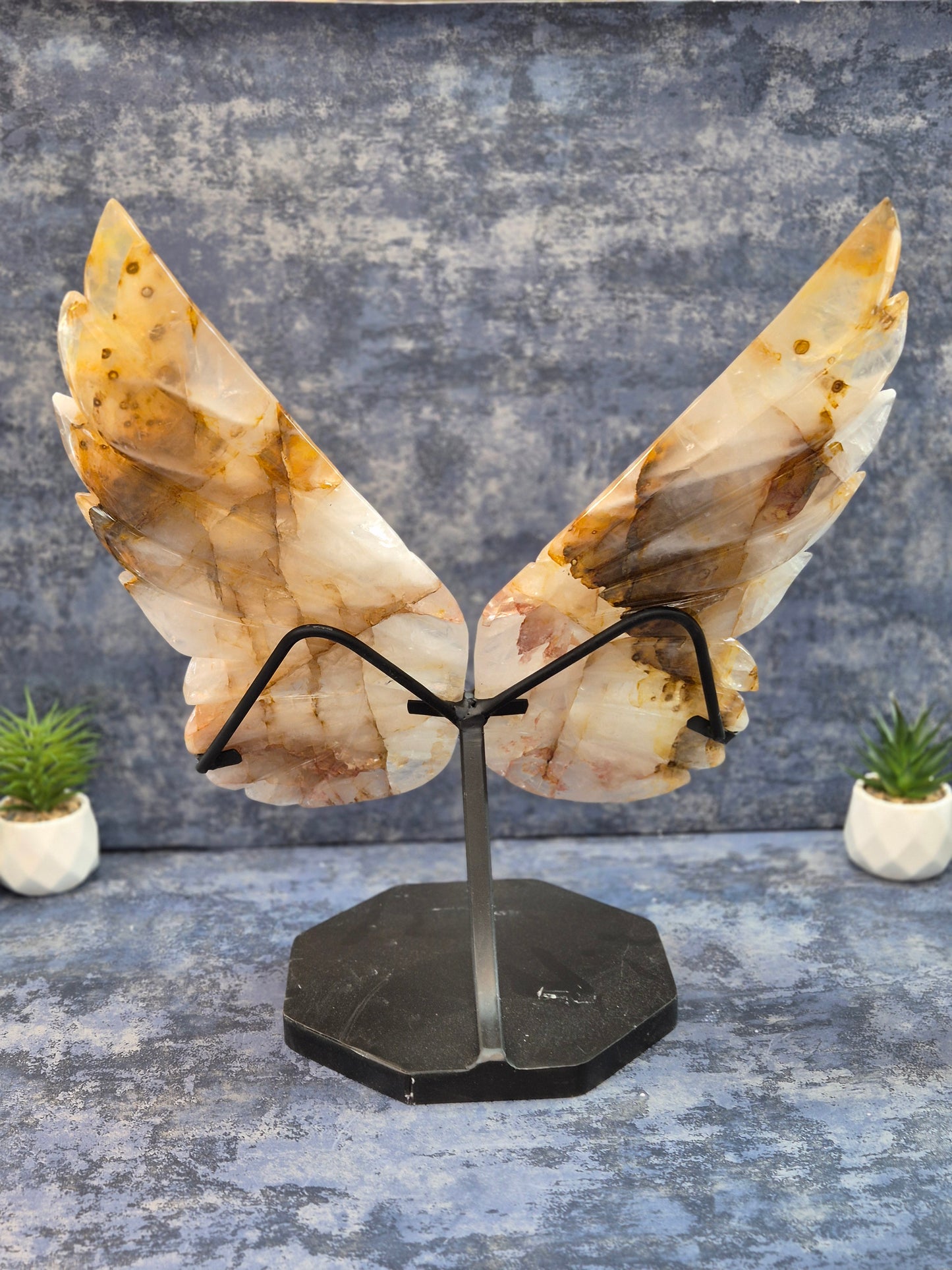 Yellow Hematoid (Golden Healer) Wings on stand