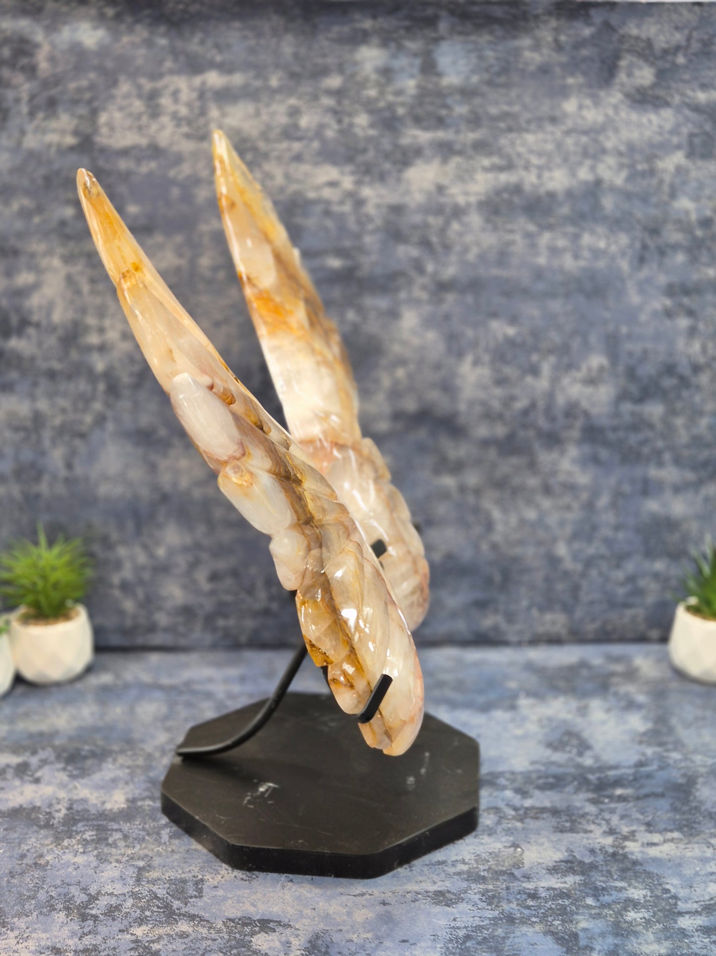 Yellow Hematoid (Golden Healer) Wings on stand